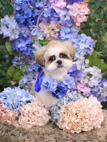 20250604ぽん吉くん